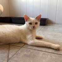 Broken, chatte à adopter