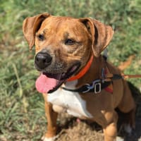 LAIKO, chien à adopter