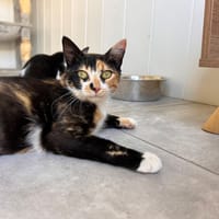 Azura, chatte à adopter