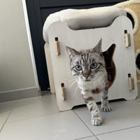 TWIXY, chat à adopter