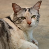 CHACHOU HAB17580, chatte à adopter