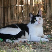 KANA HAB17569, chatte à adopter