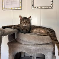 Oregon, chat à adopter