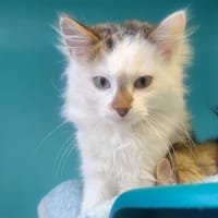 FENDI ( famille relais ), chat à adopter