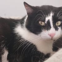 TOLUCA, chat à adopter