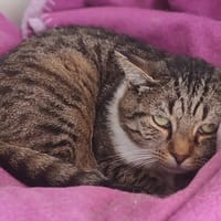 OSCAR, chat à adopter