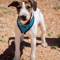 CAPI (Lara), chien à adopter
