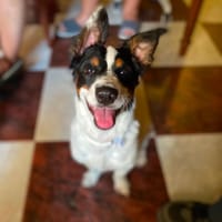 ANNIE (Lara), chienne à adopter