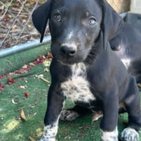 ROCCO (Los Reyes), chien à adopter