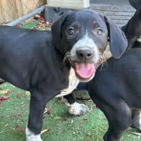 HENAR (Los Reyes), chienne à adopter