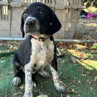 MERIDA (Los Reyes), chienne à adopter