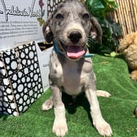 NUK (Los Reyes), chien à adopter