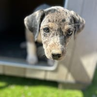 KATRINA (Los Reyes), chienne à adopter