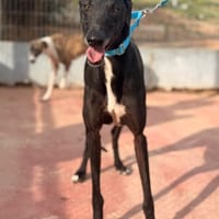 DANTE (Lara), chien à adopter