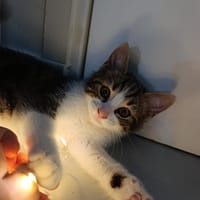 ABBY, chatte à adopter
