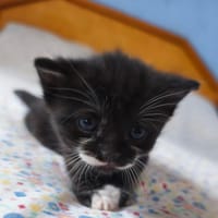 birdie, chatte à adopter
