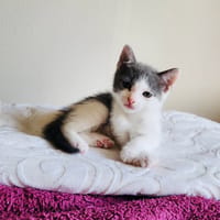 POUCETTE, chatte à adopter