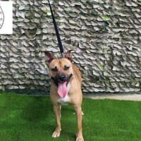 Amador, perro en adopción