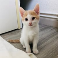 BIBOU, chat à adopter