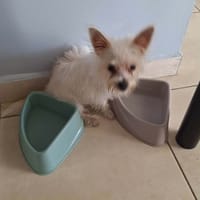 Molly, je suis joyeuse et tendre, chienne à adopter