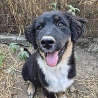 Tony, chien à adopter