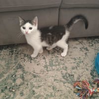 Lola, poezen ter adoptie