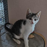 Honey, poezen ter adoptie