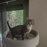 Babs, poezen ter adoptie