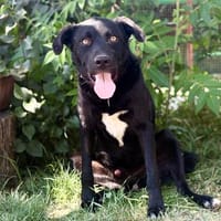 Orfeusz -Treuer Herzensbegleiter, Hund zur Adoption