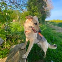 Traumhund Zara, Hündin zur Adoption