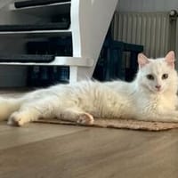 Inka, Katze zur Adoption