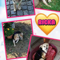 kleine süße junge Ricka auf PS in 91154, Hündin zur Adoption
