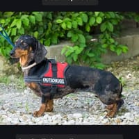 Lucia sucht ihr forever Home, Hündin zur Adoption