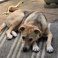 Jessy...sucht ihr Für-immer-Zuhause!, Hündin zur Adoption