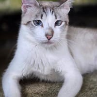 Die hübsche Rosi sucht Dich, Katze zur Adoption