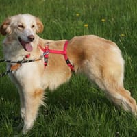 Delia sucht einfühlsame Menschen, Hündin zur Adoption