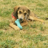 zarte Paris sucht ihr Land🙂🍀, Hündin zur Adoption