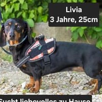 Livia sucht ihr forever Home, Hündin zur Adoption