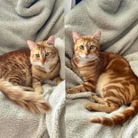Fluffy und Mango aus dem Tierschutz, Kater zur Adoption