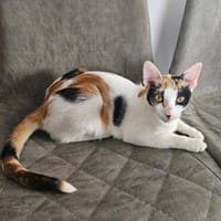 Kuschelkatze sucht Liebe, Katze zur Adoption