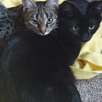 Nomi & Thea gemeinsames Zuhause gesucht, Katze zur Adoption