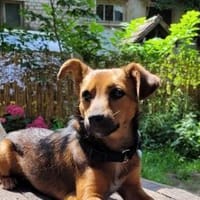Hafsa, Hündin zur Adoption