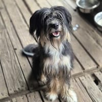 Floh, Hündin zur Adoption