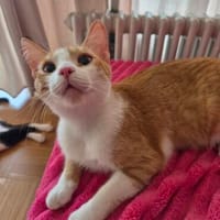 Süßer Peach sucht Dich, Kater zur Adoption