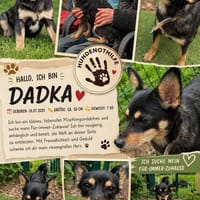DADKA, Mix, geb. 07/2025, Hündin zur Adoption