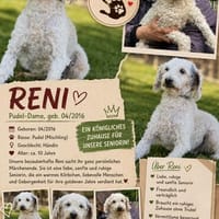 RENI, Pudel, geb. 04/2016, Hündin zur Adoption