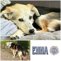 ENNA * ruhige Persönlichkeit, Hündin zur Adoption