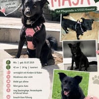 MAJA, Mix, geb. 07/2019, Hündin zur Adoption
