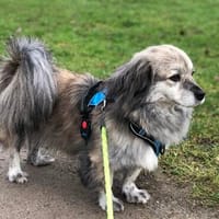 Candy sucht ein Zuhause, Hündin zur Adoption