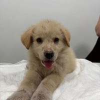 Rudolf, kleiner Welpe sucht neue Familie, Hund zur Adoption